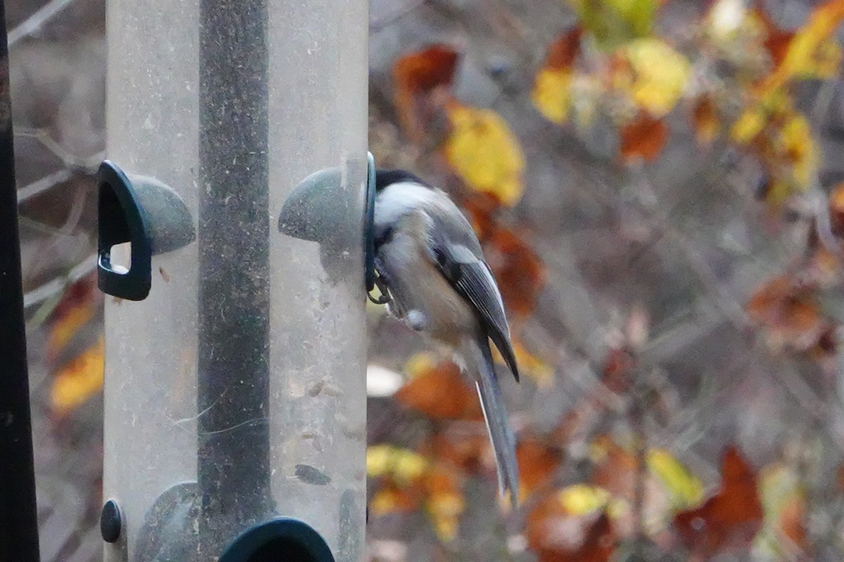 Black-capped Chickadee - ML610981539