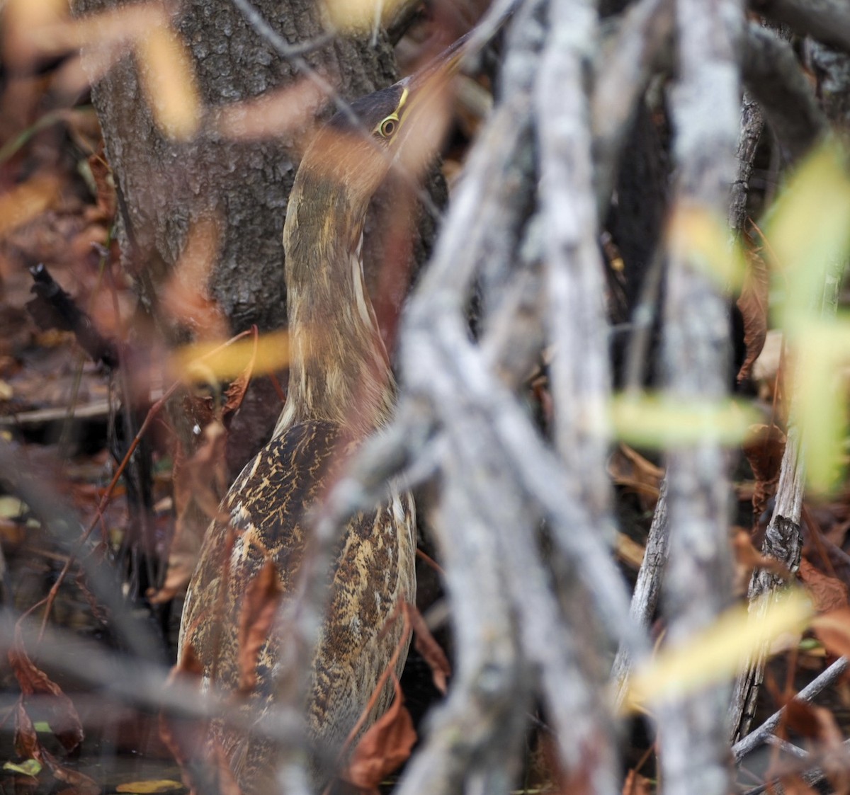 American Bittern - David Cabrera