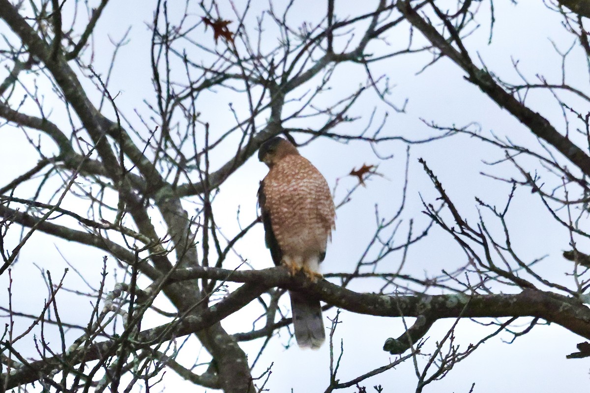 Cooper's Hawk - ML610981606