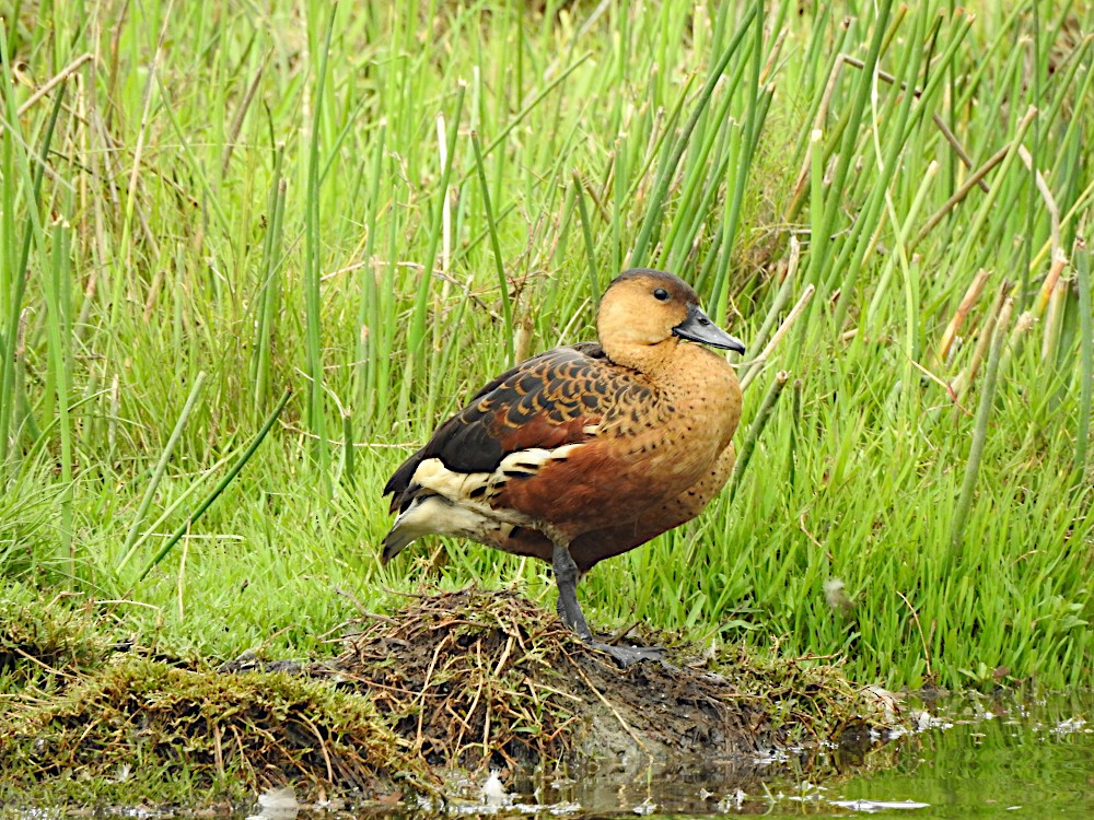 Wandering Whistling-Duck - ML610981618