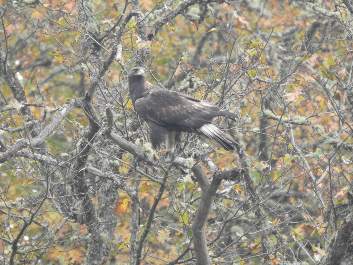 Golden Eagle - ML610981635