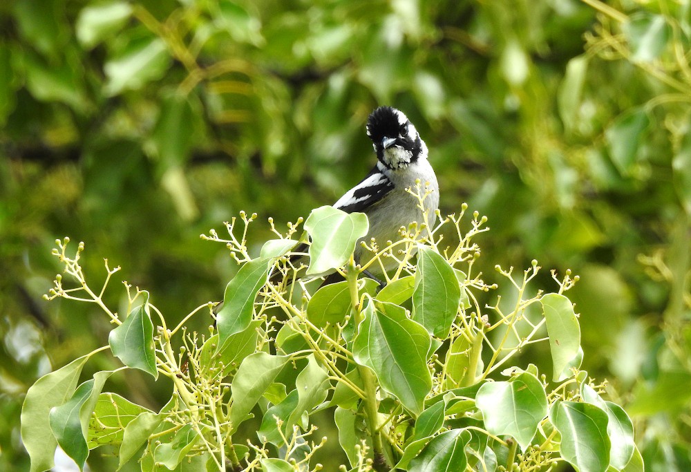 White-eared Monarch - ML610981640