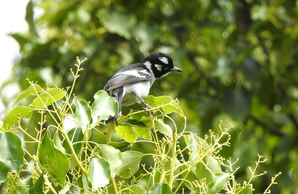 White-eared Monarch - ML610981642