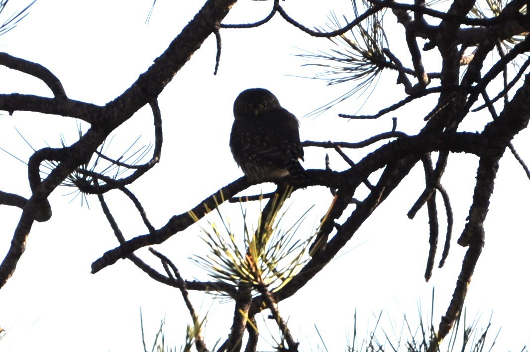 Northern Pygmy-Owl - ML610981753