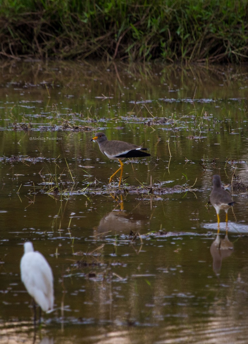 Gray-headed Lapwing - ML610981755