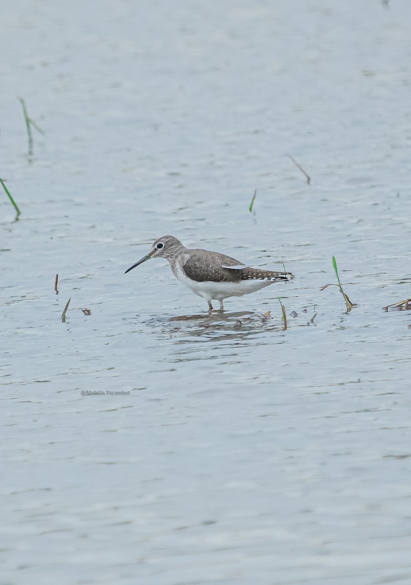 Waldwasserläufer - ML610981769