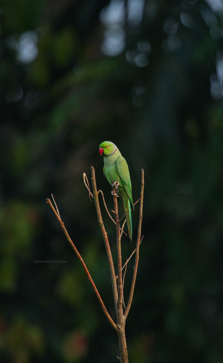 Rose-ringed Parakeet - ML610981785