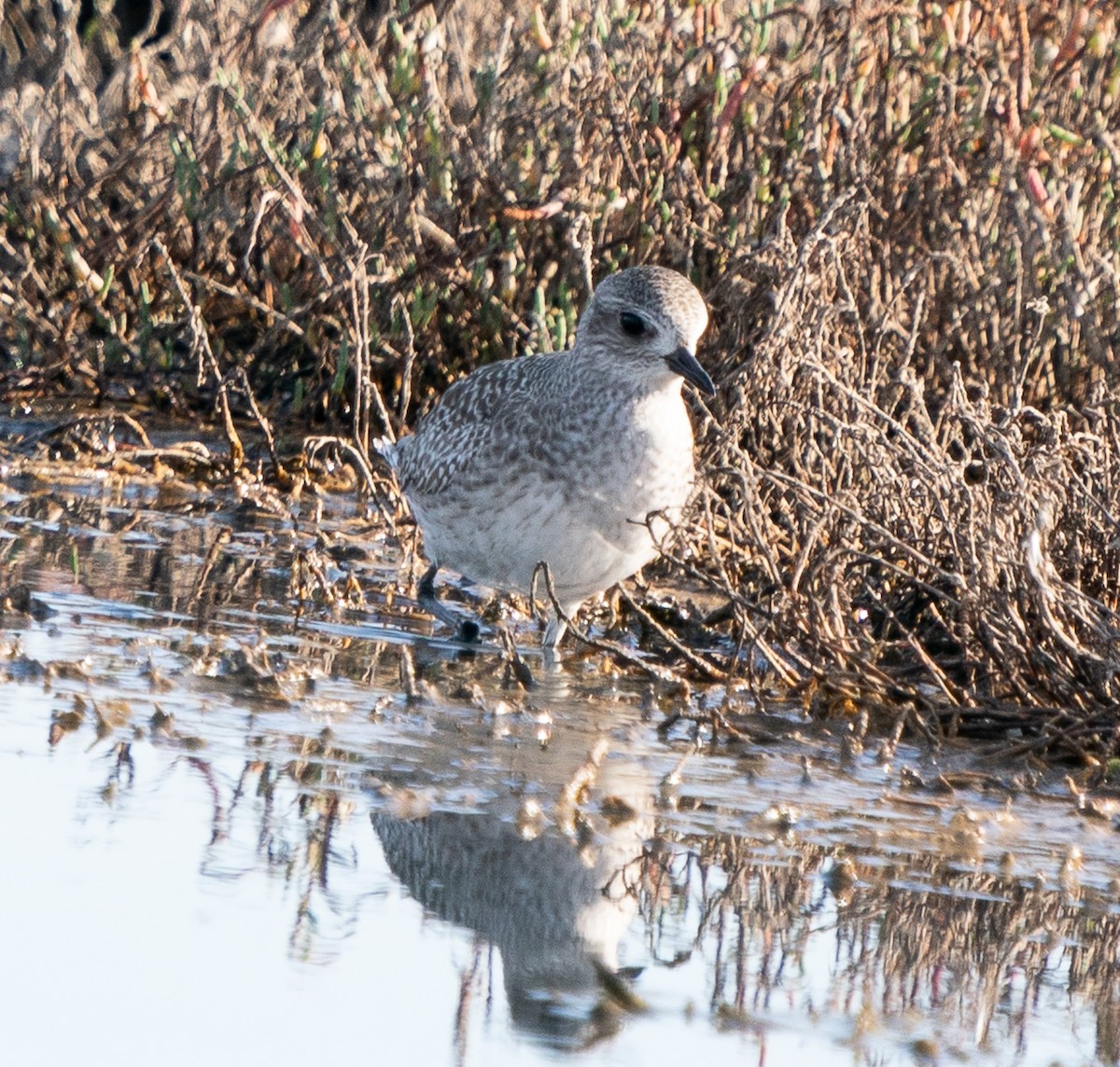 Black-bellied Plover - Meg Barron