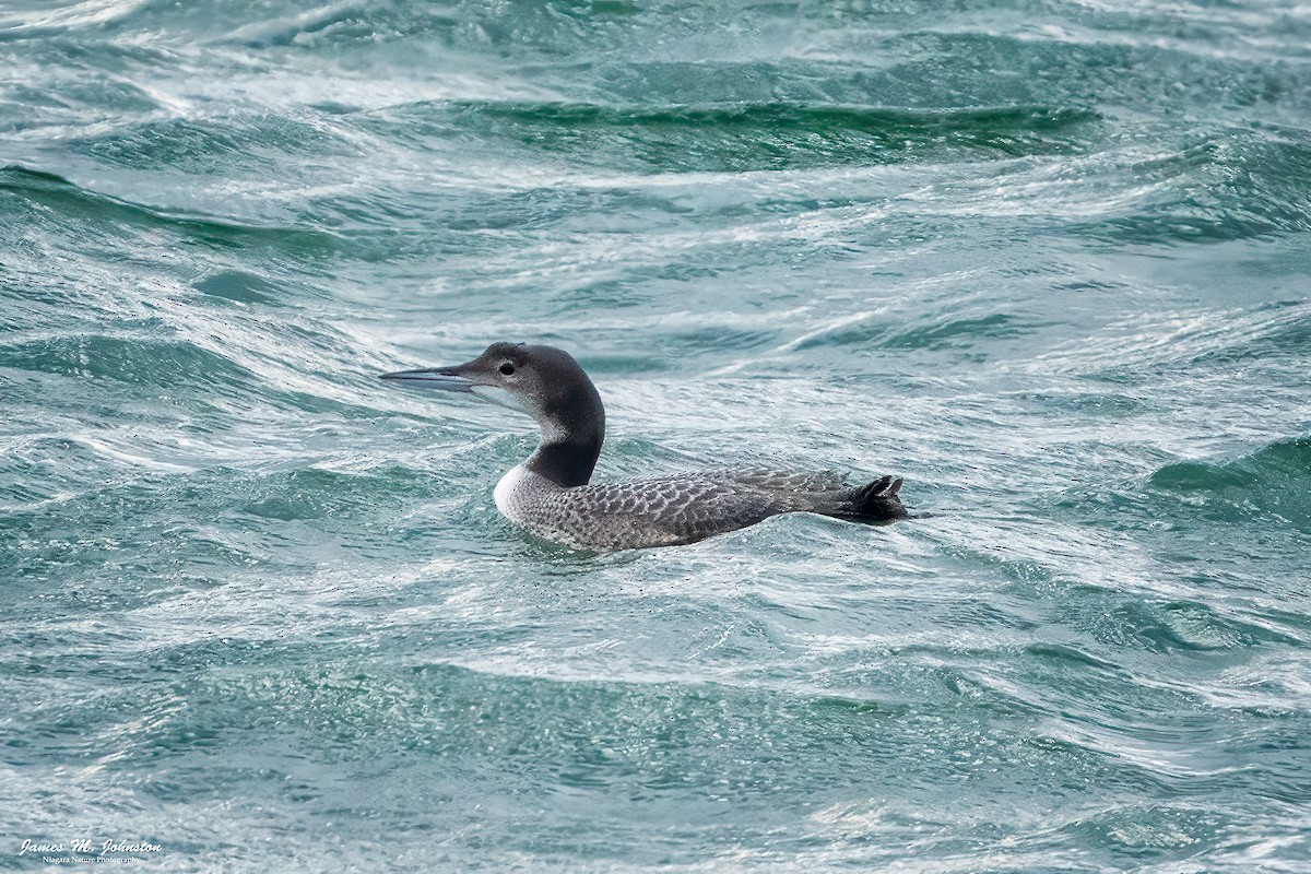 Plongeon huard - ML610981829