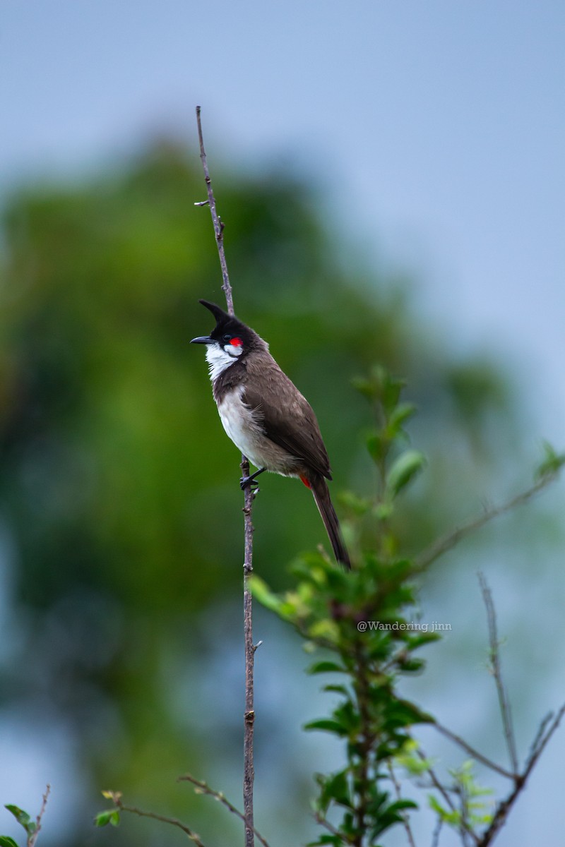 Red-whiskered Bulbul - ML610981841