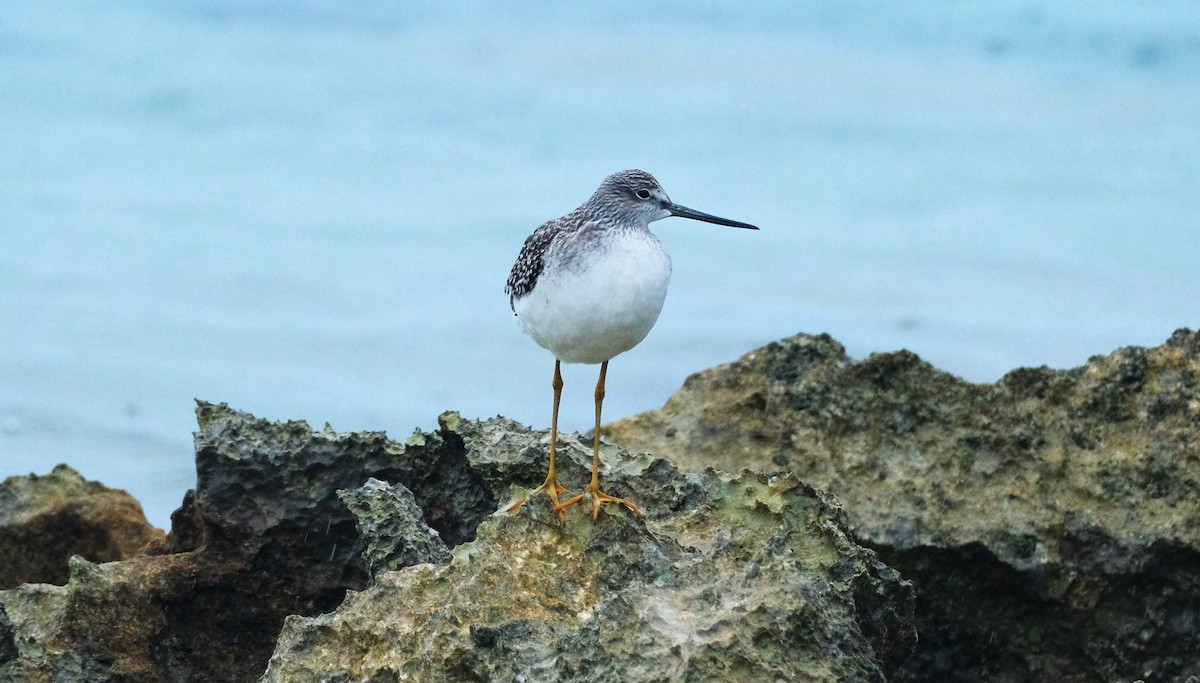 Greater Yellowlegs - ML610981847