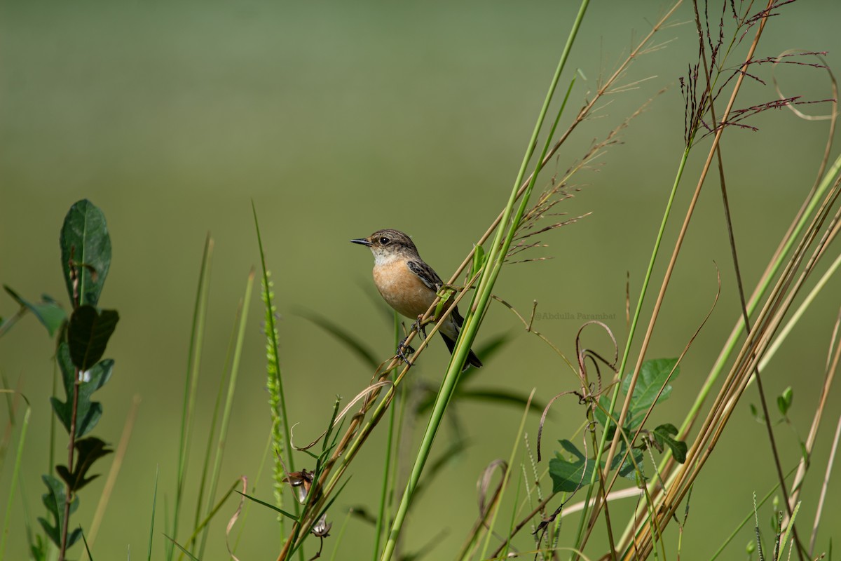 Siberian Stonechat (Siberian) - ML610981855