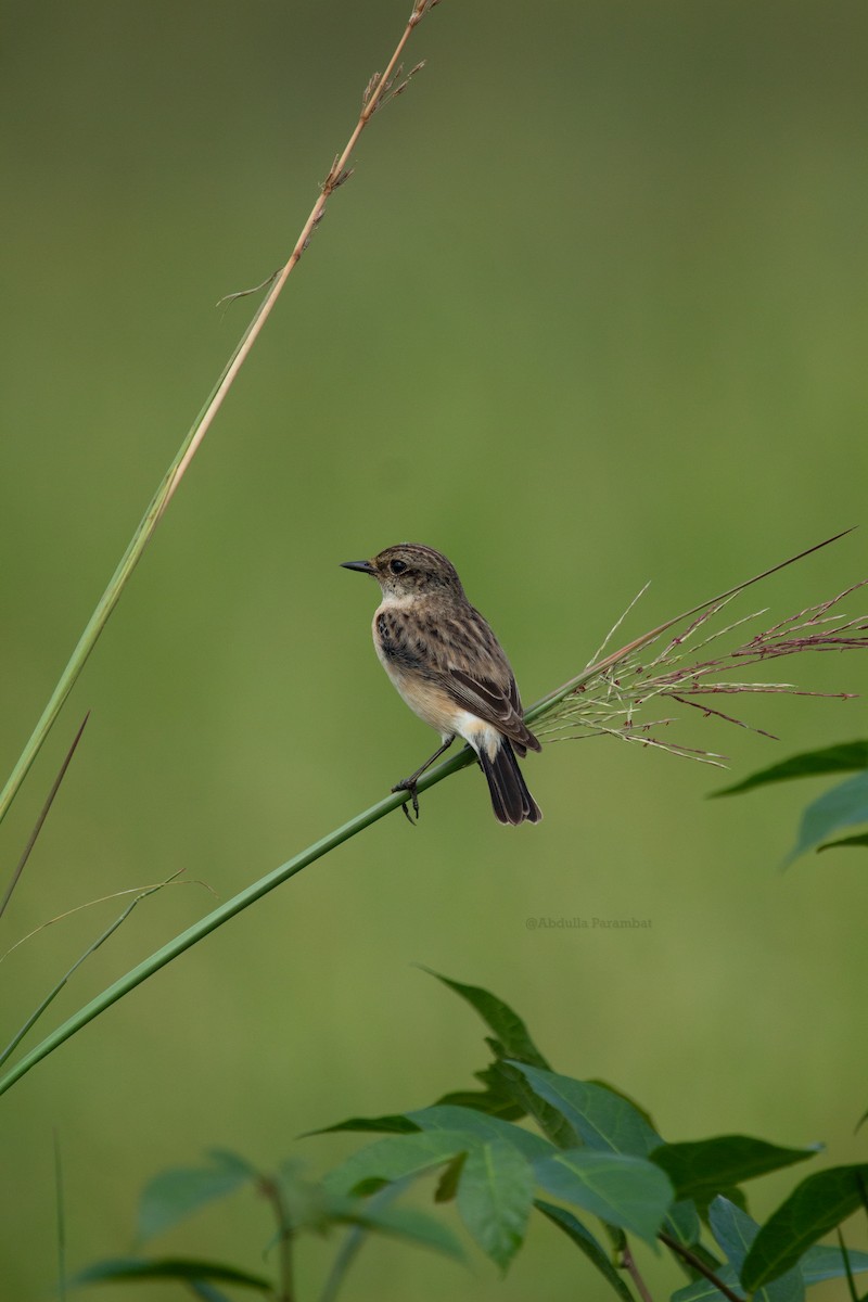 Siberian Stonechat (Siberian) - ML610981856