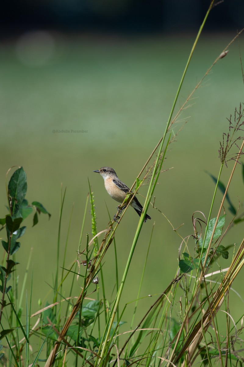 Siberian Stonechat (Siberian) - ML610981857