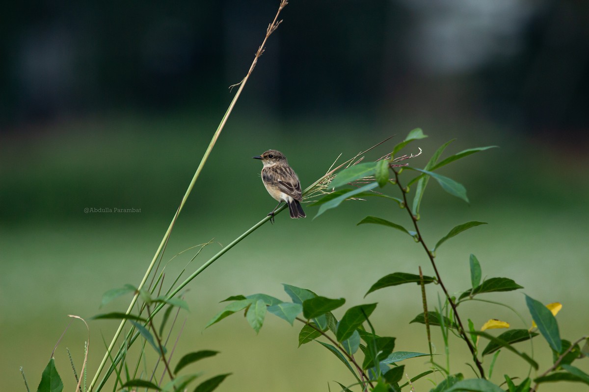 Siberian Stonechat (Siberian) - ML610981858