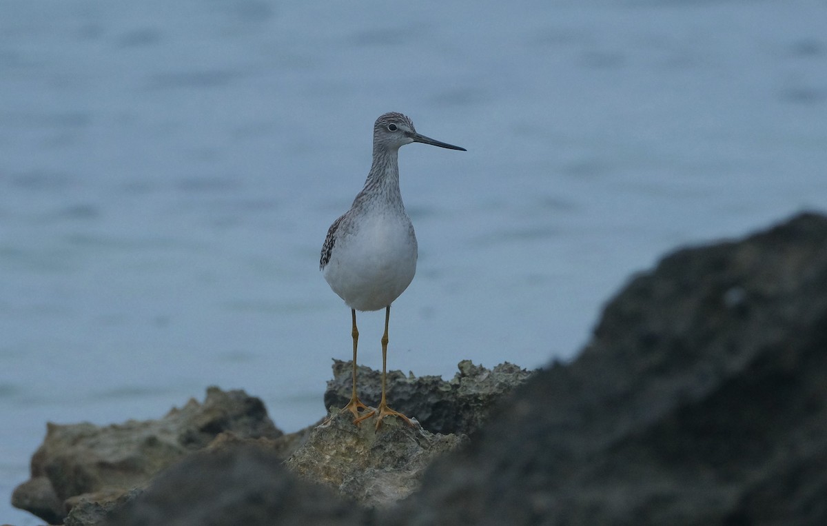 Greater Yellowlegs - ML610981860