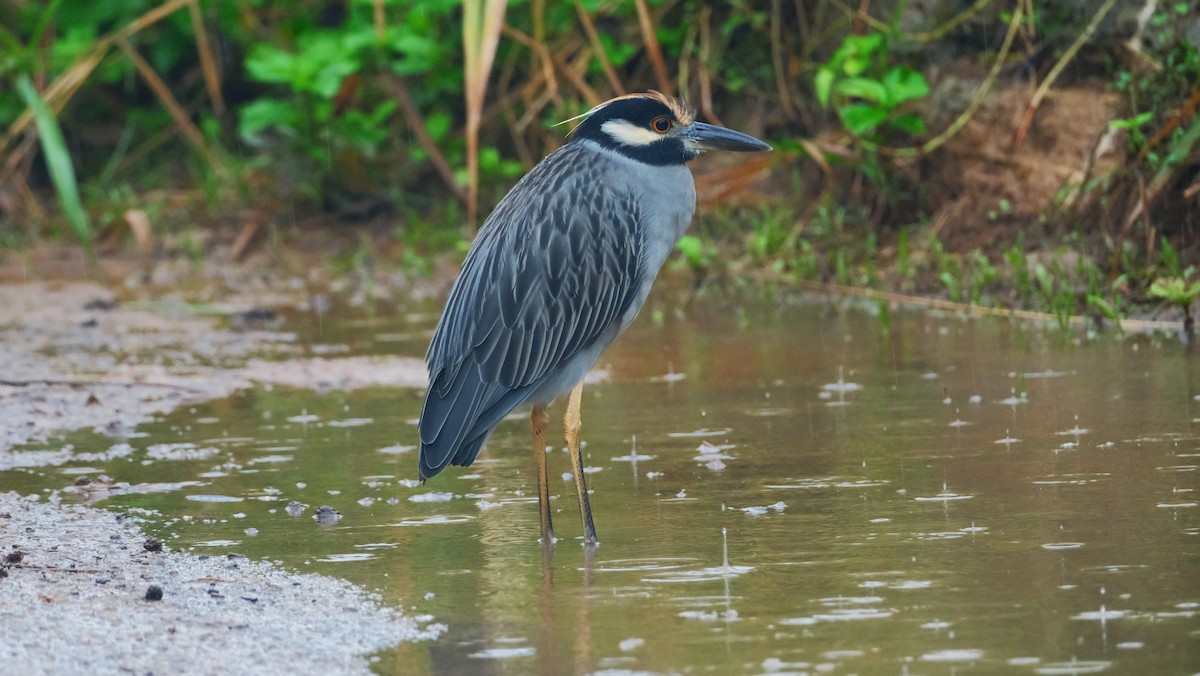 Yellow-crowned Night Heron - ML610981876