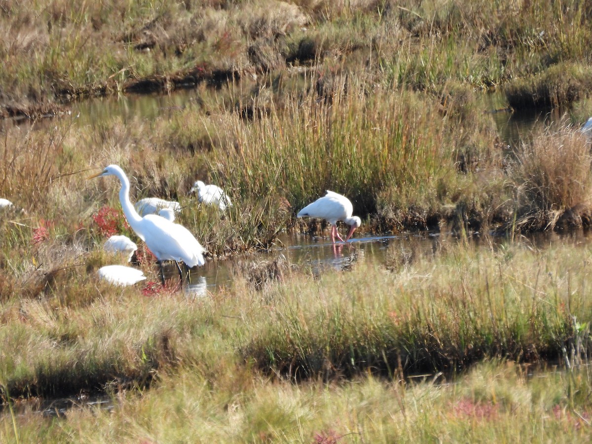 Great Egret - ML610981923