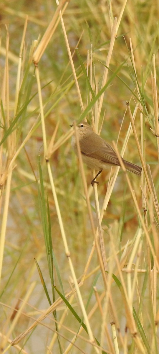 Mosquitero Común - ML610981934