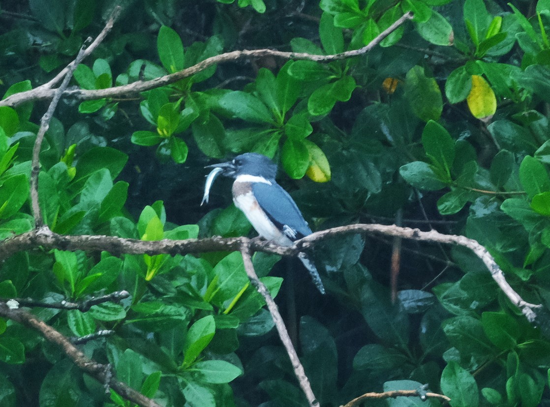 Belted Kingfisher - Andrea Webb