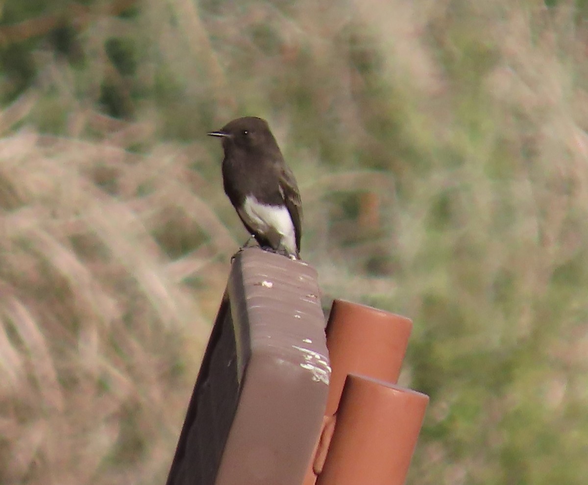 Black Phoebe - ML610981987