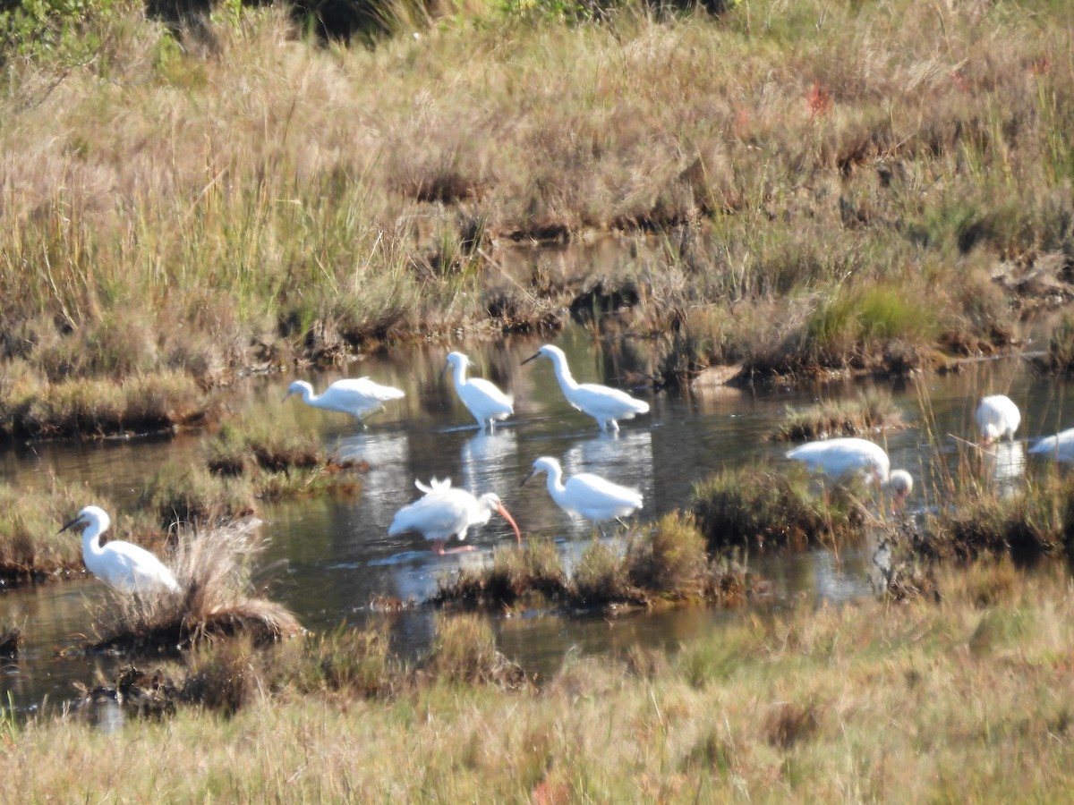 Snowy Egret - ML610981992