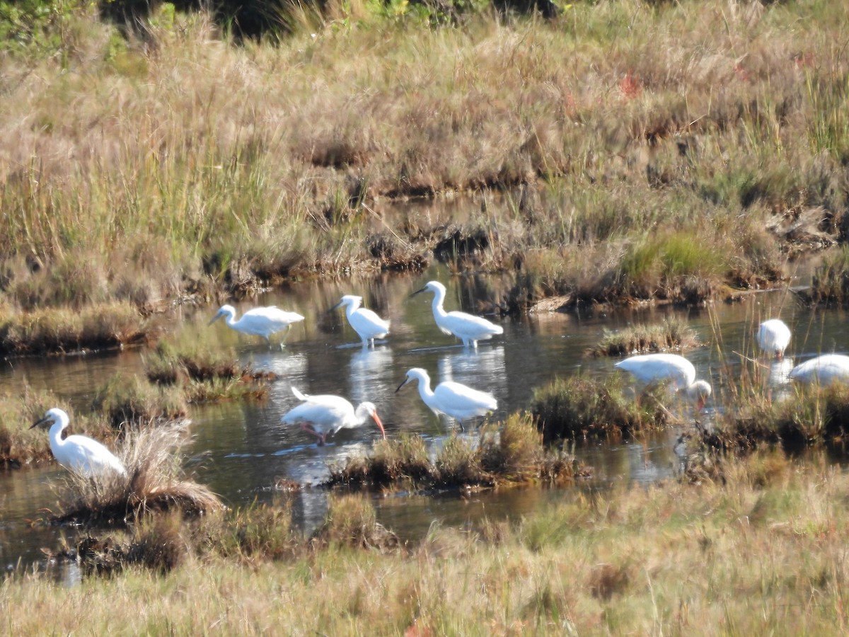 Snowy Egret - ML610981995