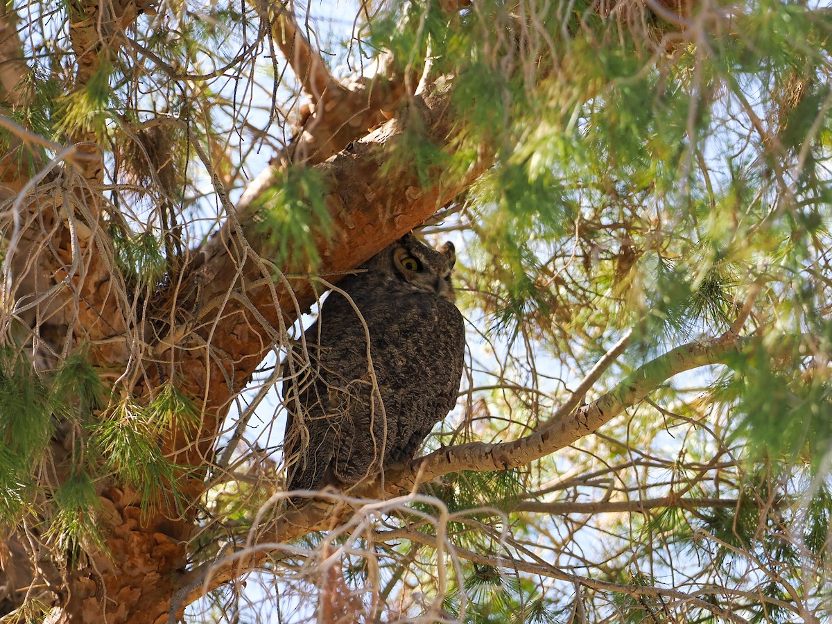 Great Horned Owl - ML610982042
