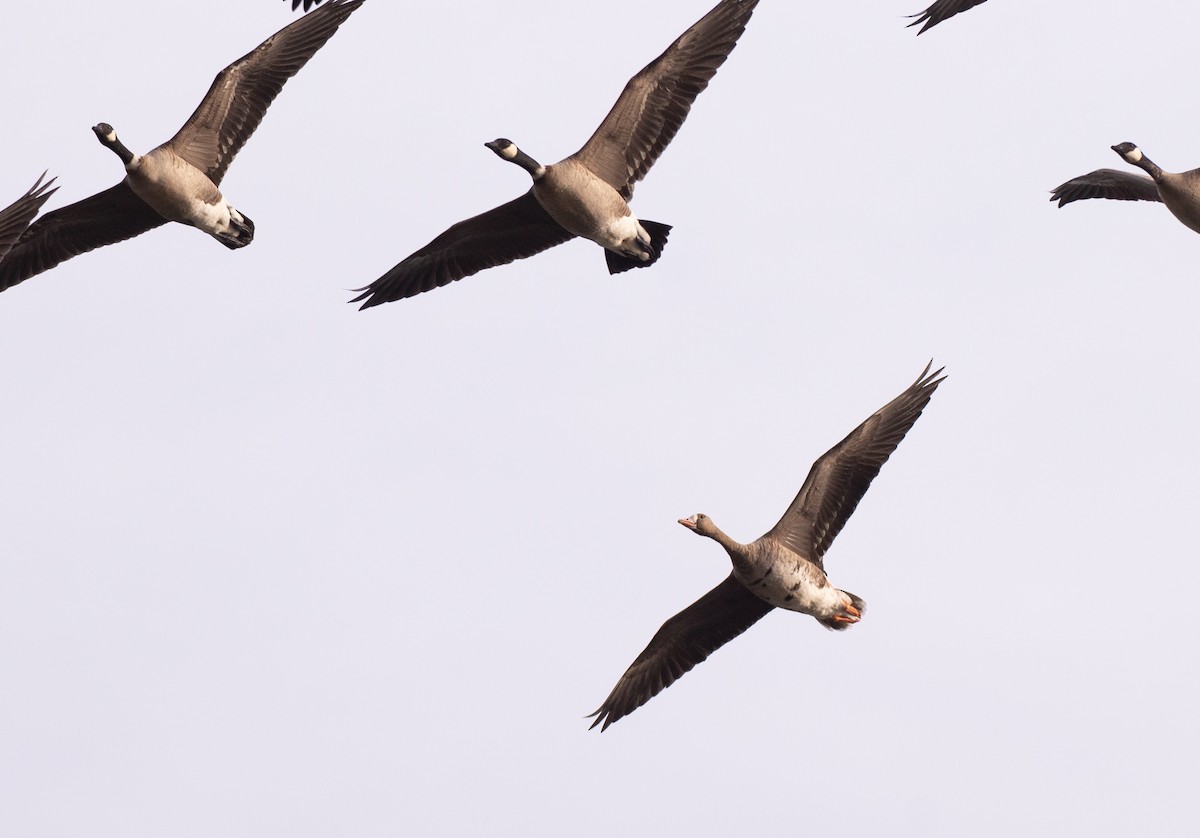 Greater White-fronted Goose - Herb Elliott