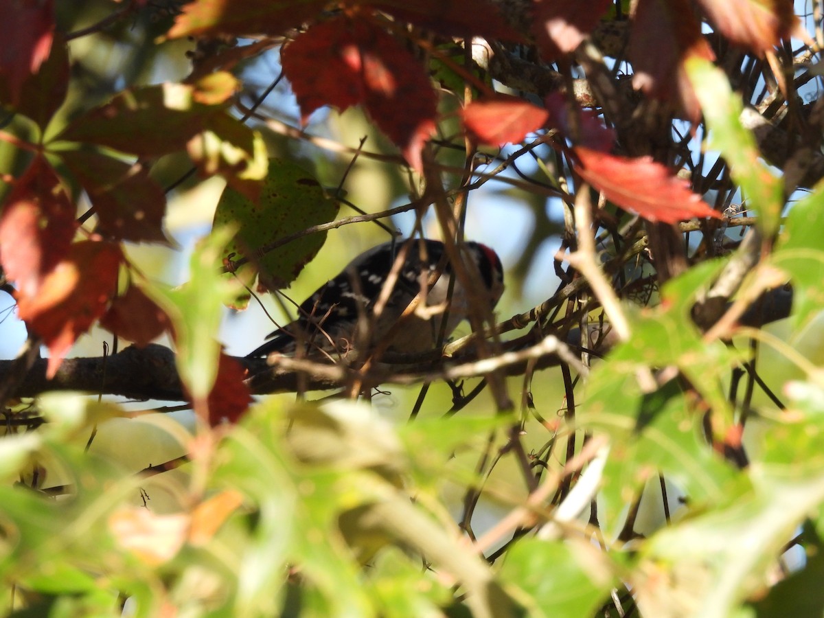 Downy Woodpecker - ML610982098