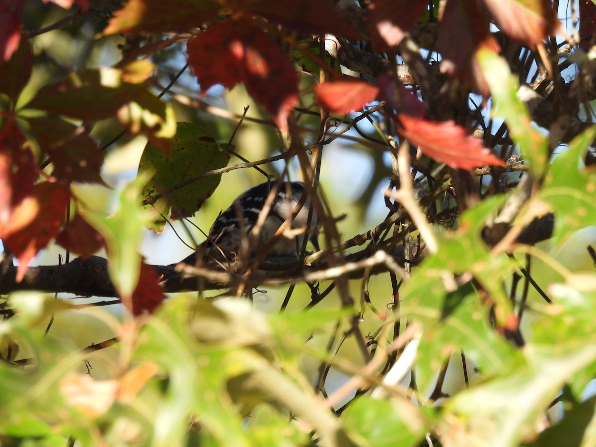 Downy Woodpecker - ML610982099