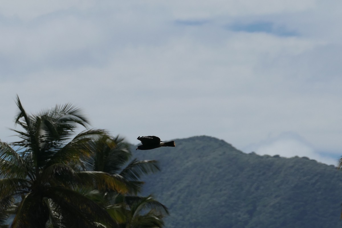 Snail Kite - ML610982206