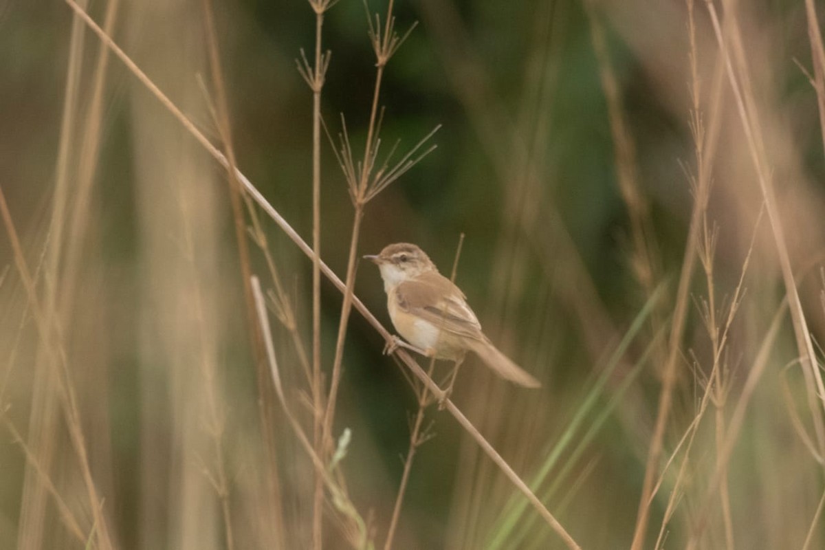 Paddyfield Warbler - ML610982296