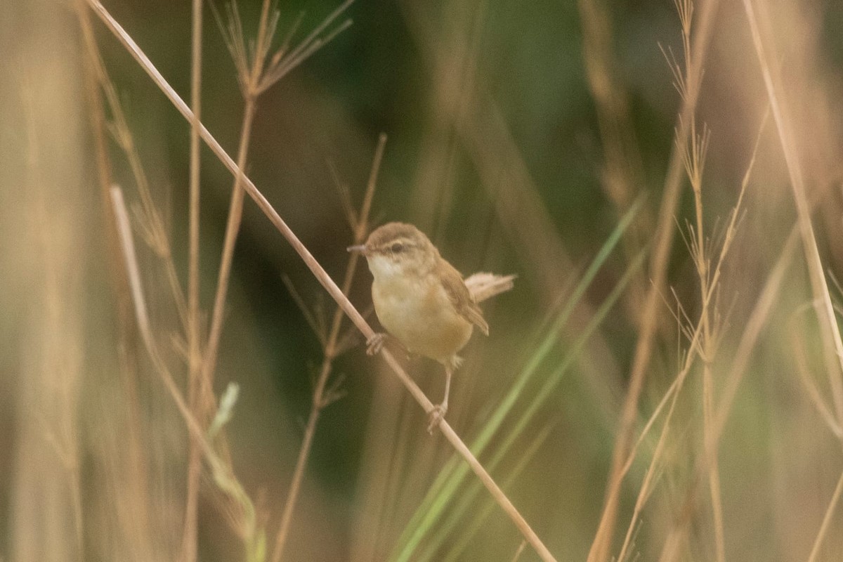 Paddyfield Warbler - ML610982297