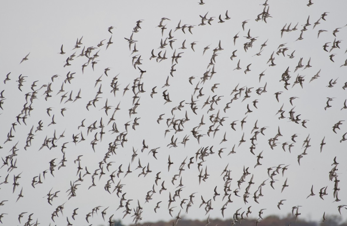 Dunlin - ML610982400