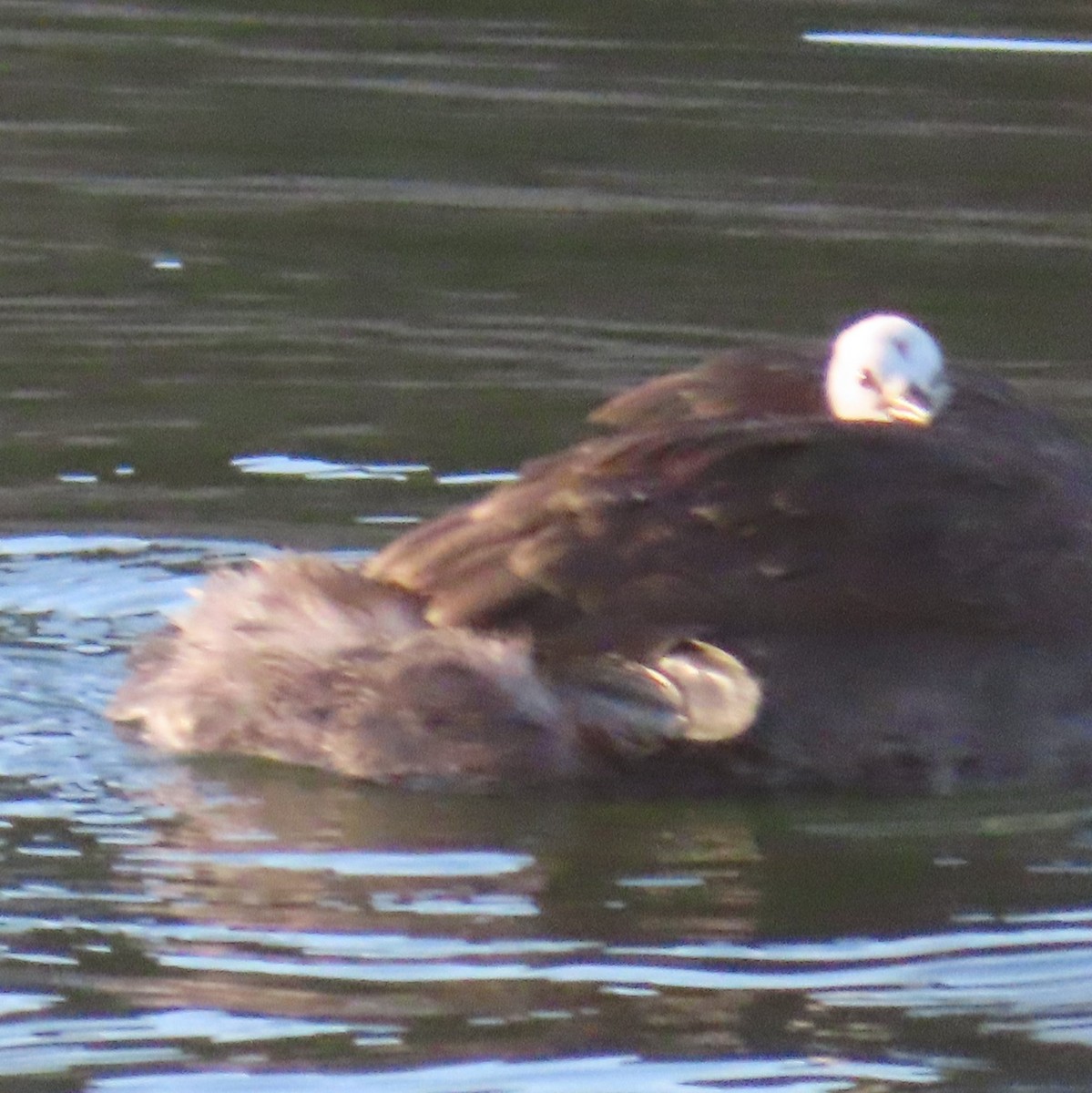 Western Grebe - Cachuma Lake