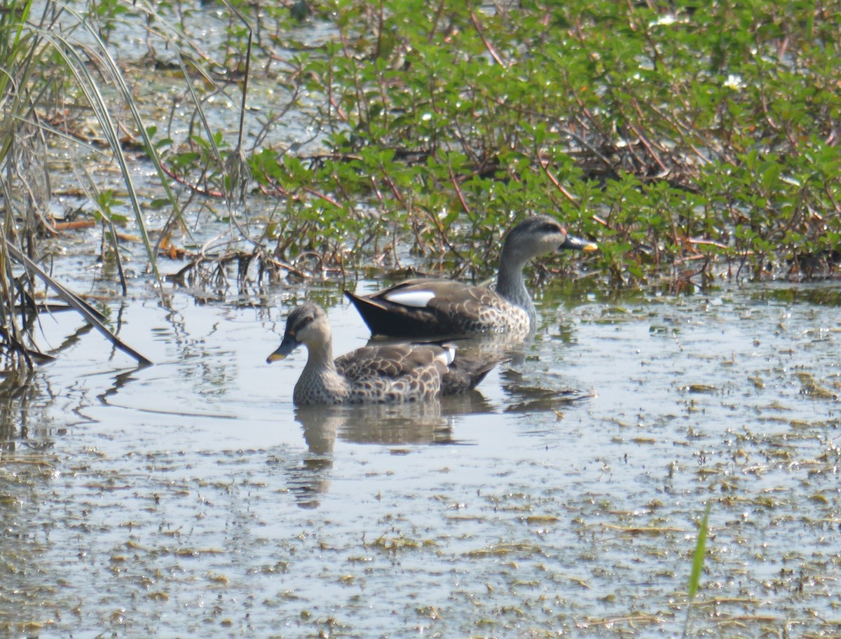 Indian Spot-billed Duck - ML610982414