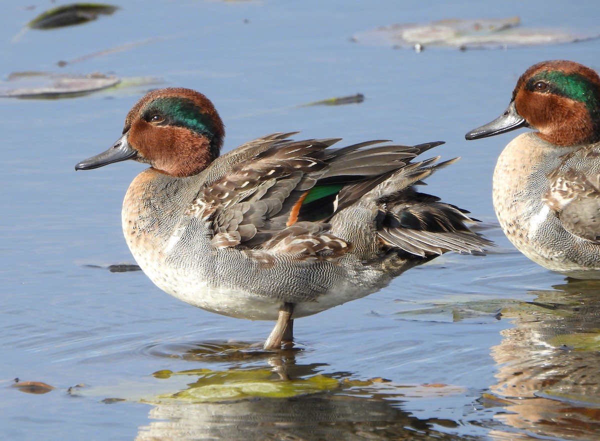 Green-winged Teal - ML610982419