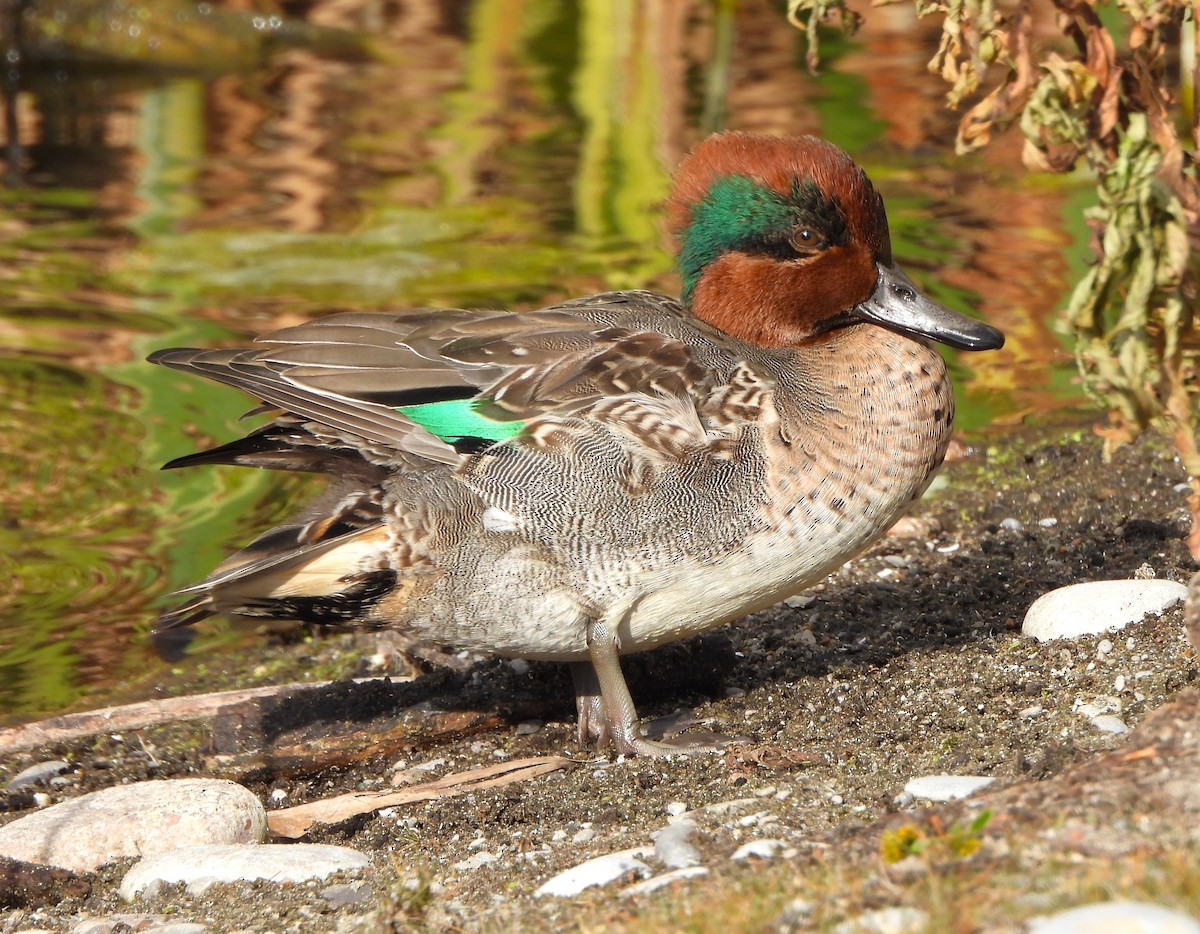 Green-winged Teal - ML610982420