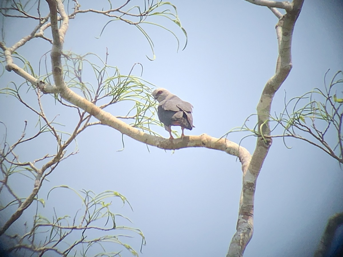 Plumbeous Kite - ML610982423