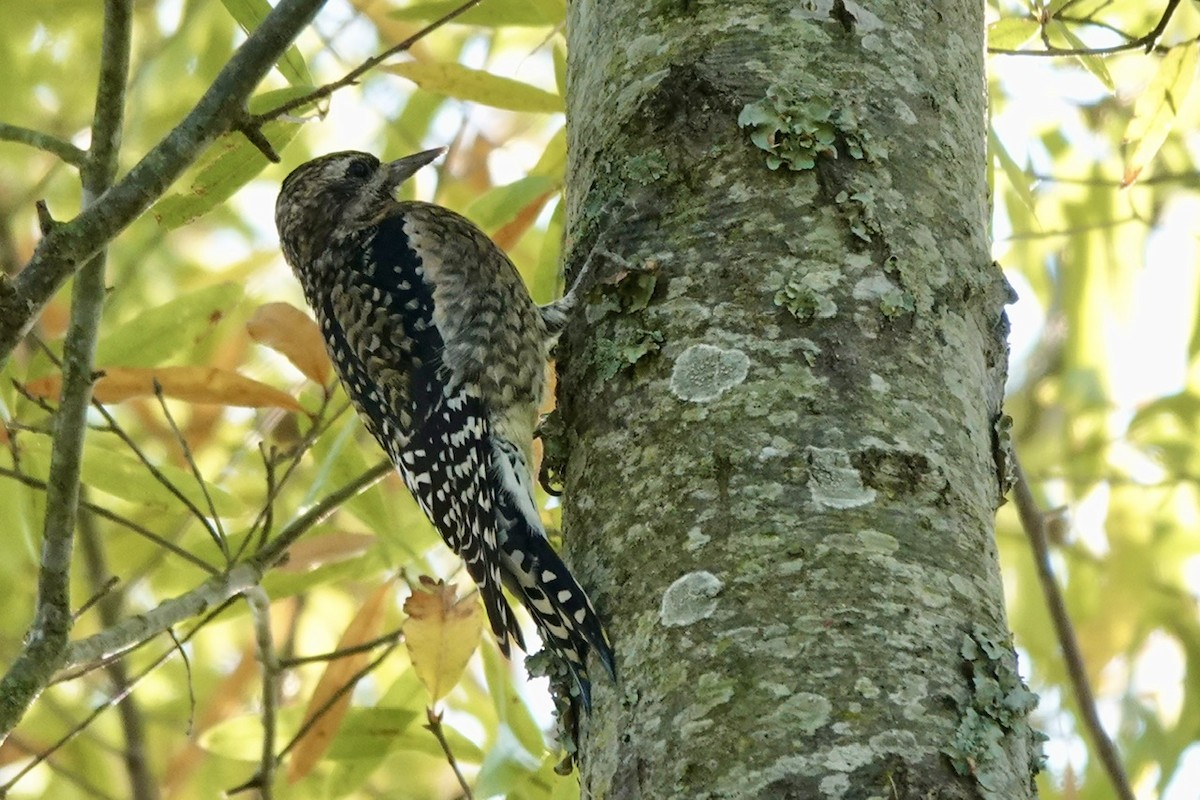 Yellow-bellied Sapsucker - ML610982519