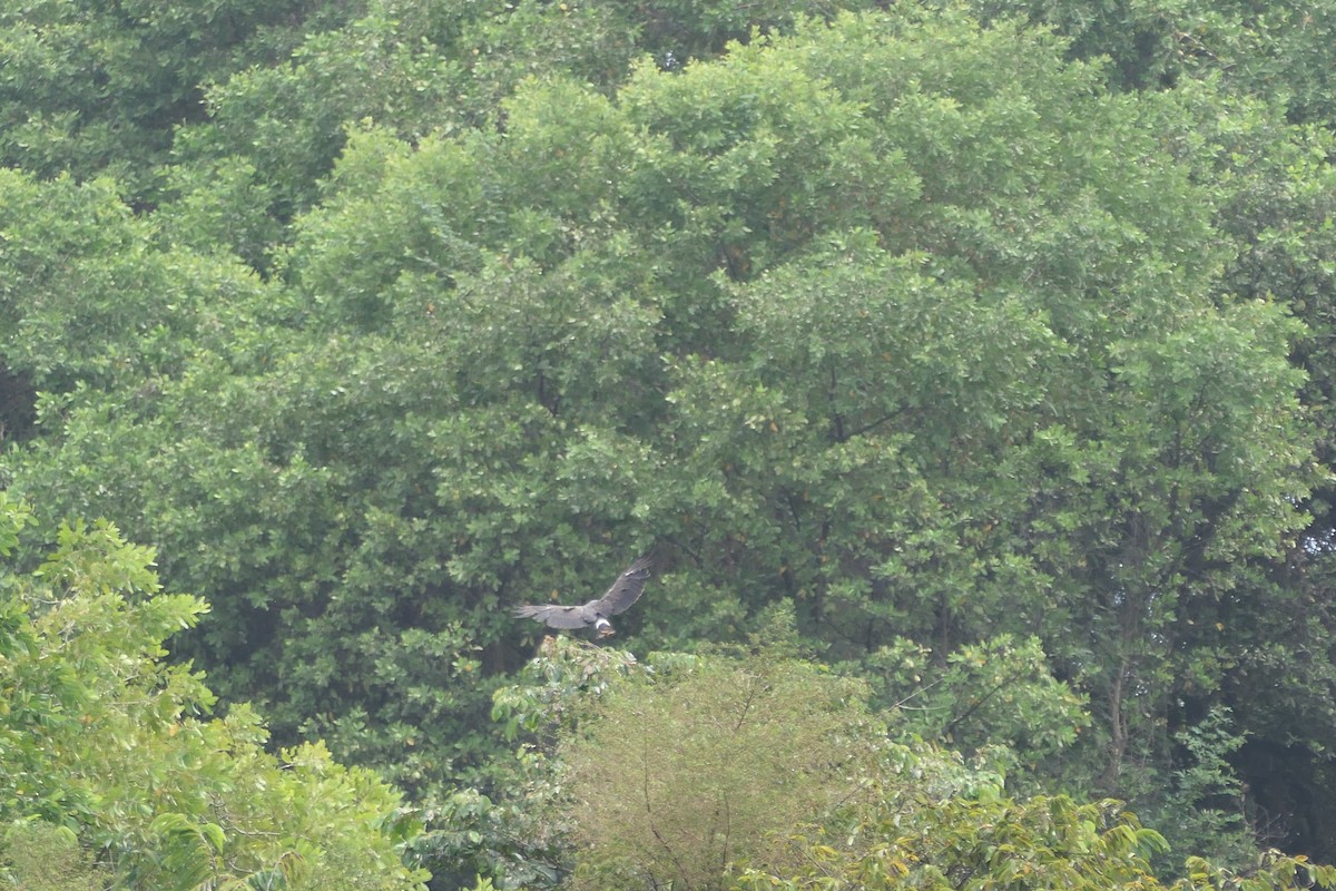 Snail Kite - ML610982572