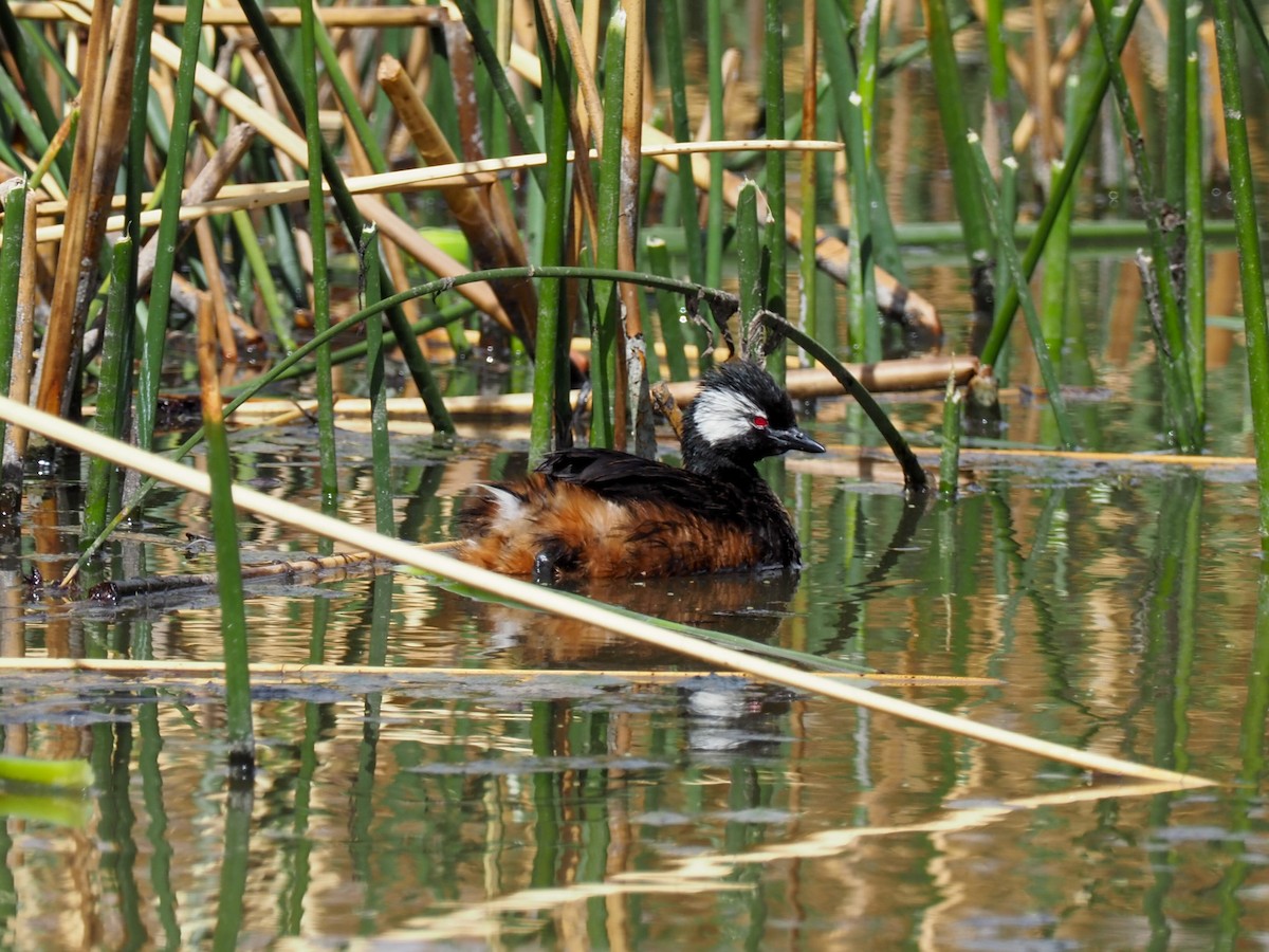 White-tufted Grebe - Todd Deininger