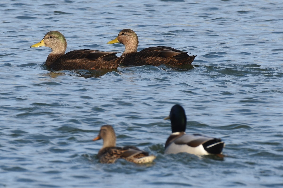 Mallard x American Black Duck (hybrid) - ML610982705