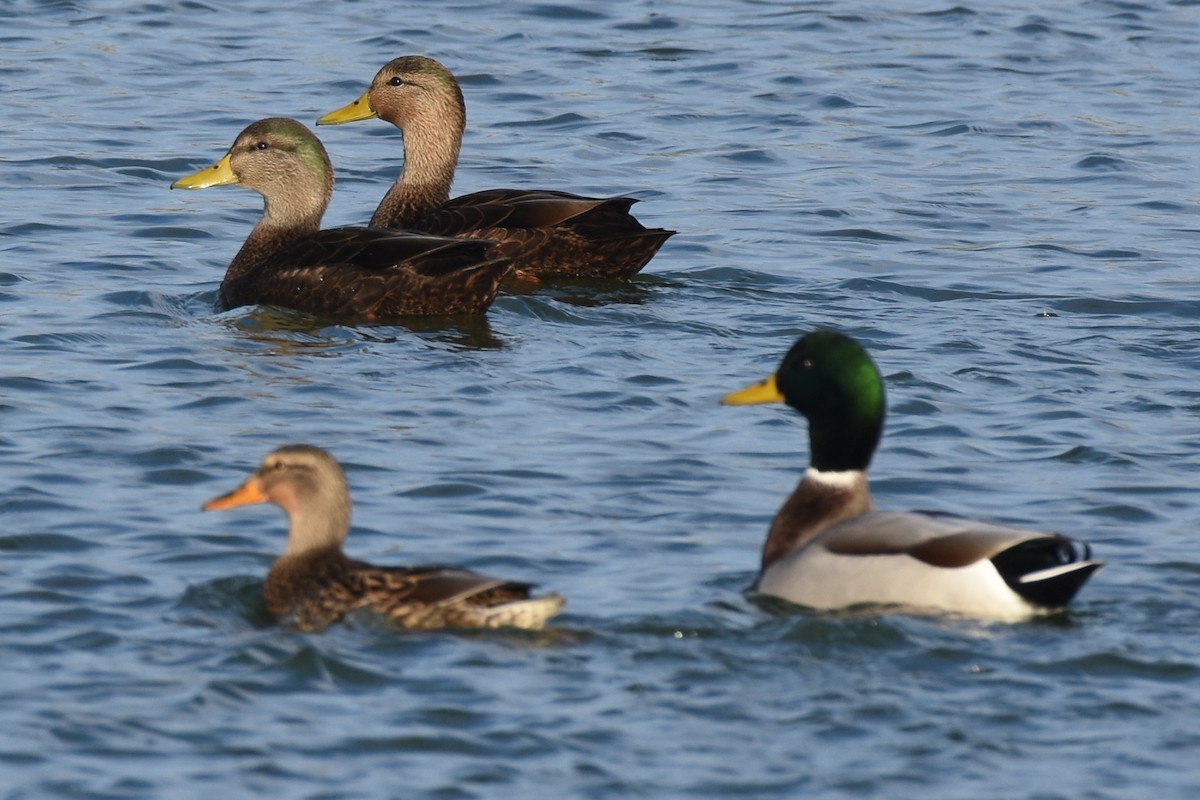 Mallard x American Black Duck (hybrid) - ML610982706