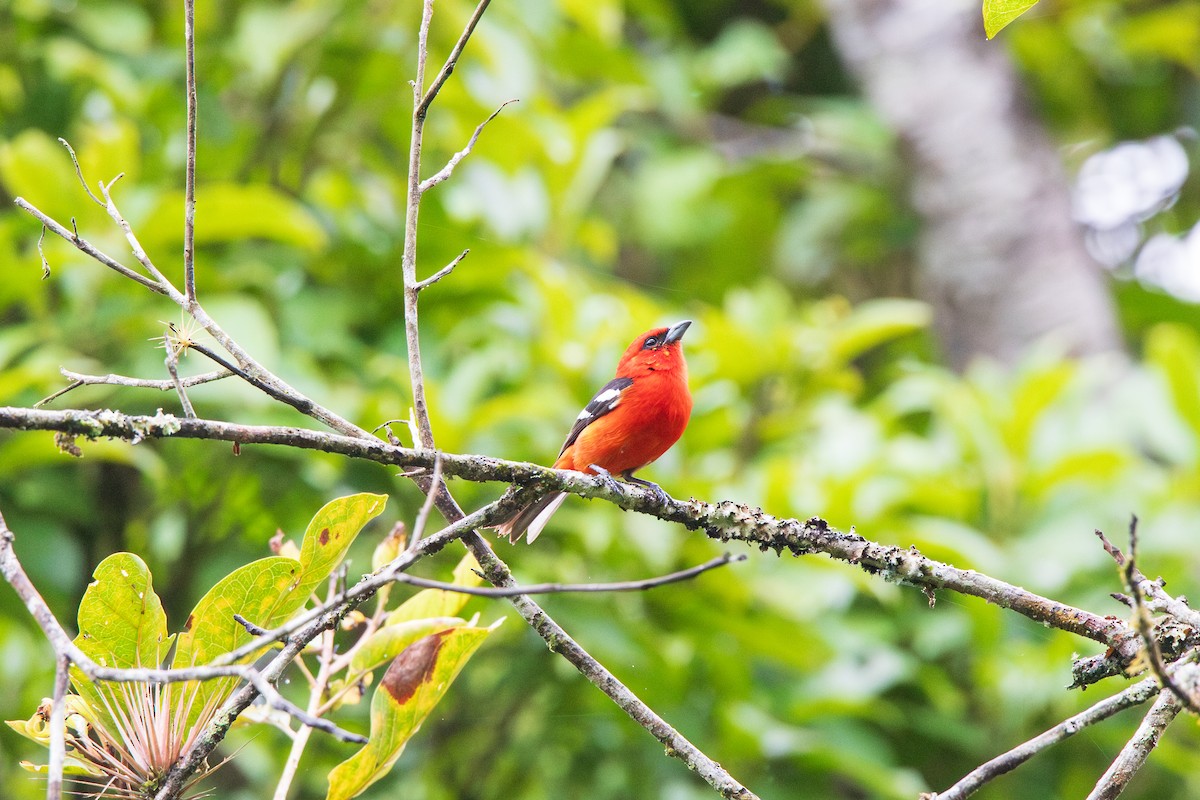 White-winged Tanager - Bruno Arantes de Andrade Bueno