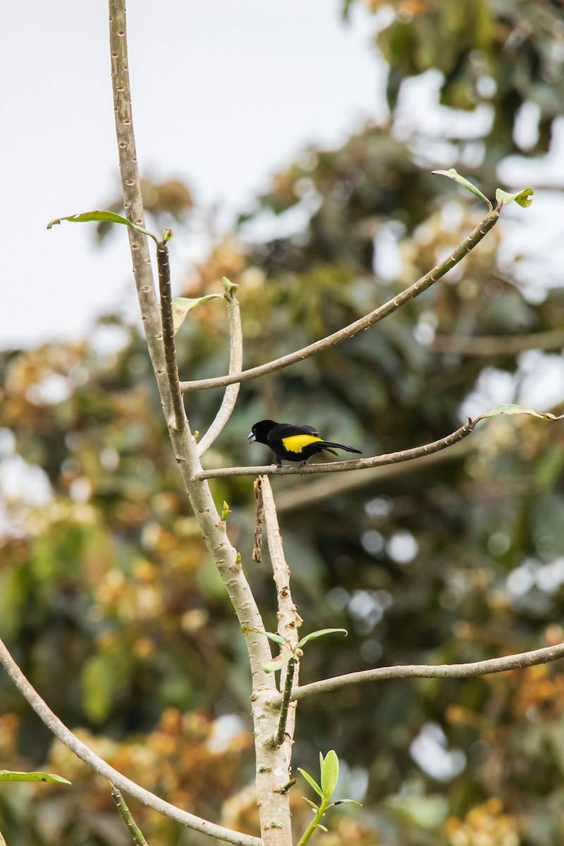 Flame-rumped Tanager - Bruno Arantes de Andrade Bueno