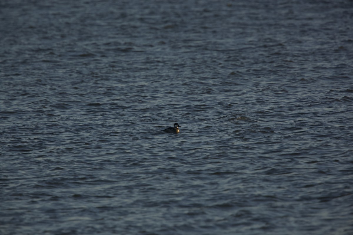 Ruddy Duck - ML610982819
