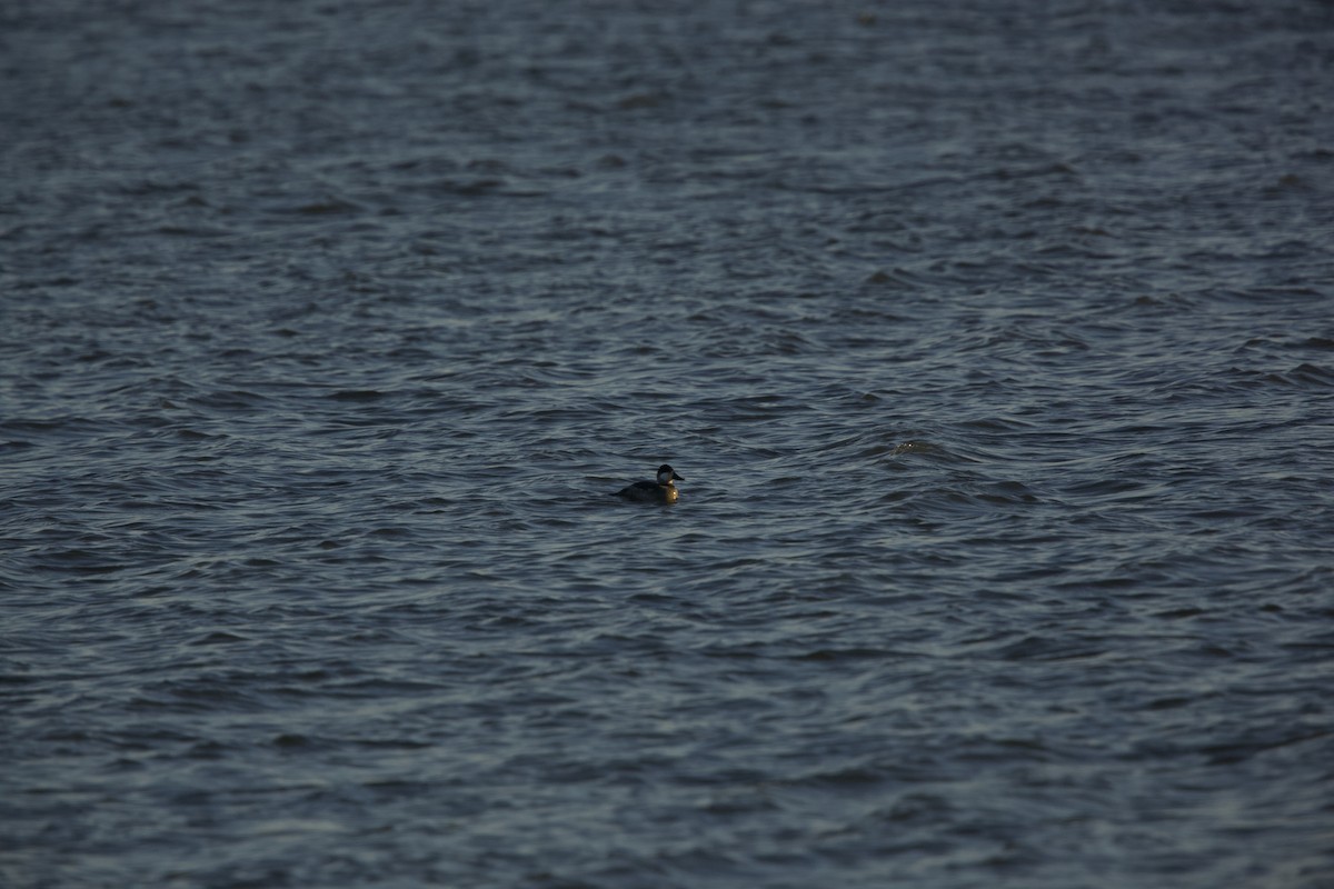 Ruddy Duck - ML610982819