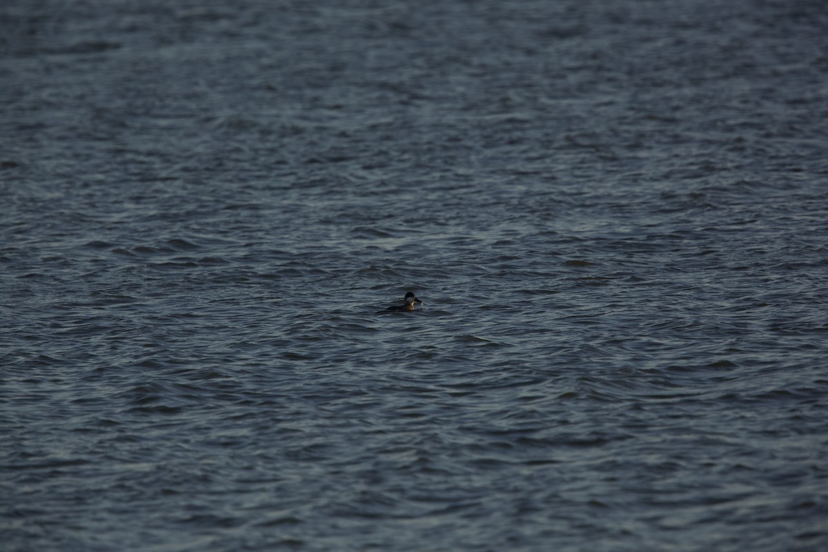 Ruddy Duck - ML610982820